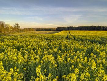 Scenic view of oilseed rape field against sky