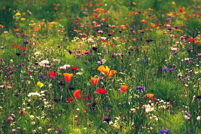 Red poppy flowers on field