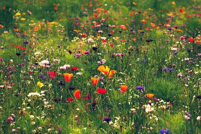 Summer meadow closed up flowers on field 