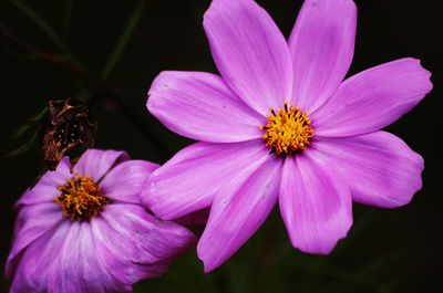 Close-up of pink flower