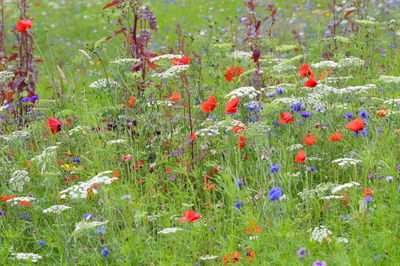 Close-up of plants