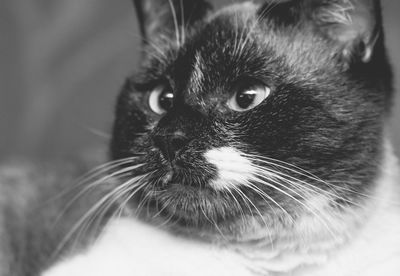 Close-up portrait of a cat