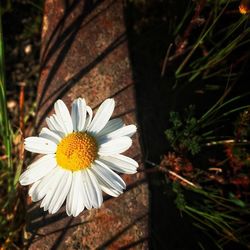 Close-up of white daisy blooming outdoors