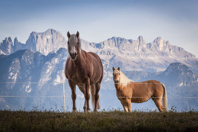 Horses standing on field against mountain range