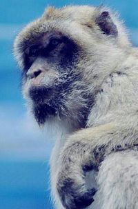 Close-up of monkey against sky