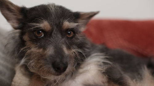 Close-up portrait of a dog at home