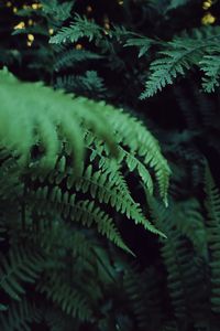 Close-up of fern leaves