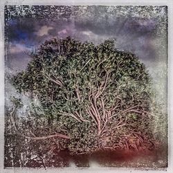 Trees against cloudy sky