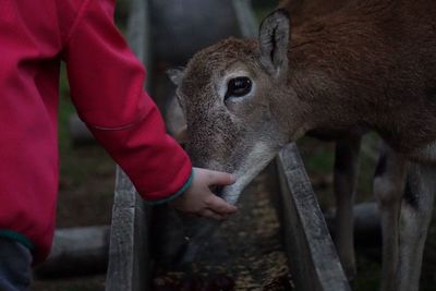 Cropped image of person touching calf by trough