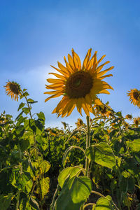 Low angle view of sunflower against blue sky