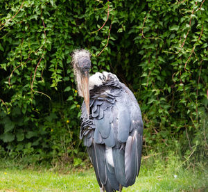 Close-up of bird perching on tree