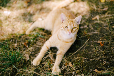Portrait of ginger cat on field