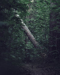 View of trees in forest