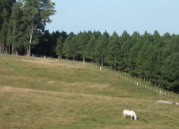 Sheep grazing on field against sky