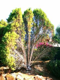 Trees in park