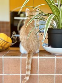 Close-up of a cat in basket