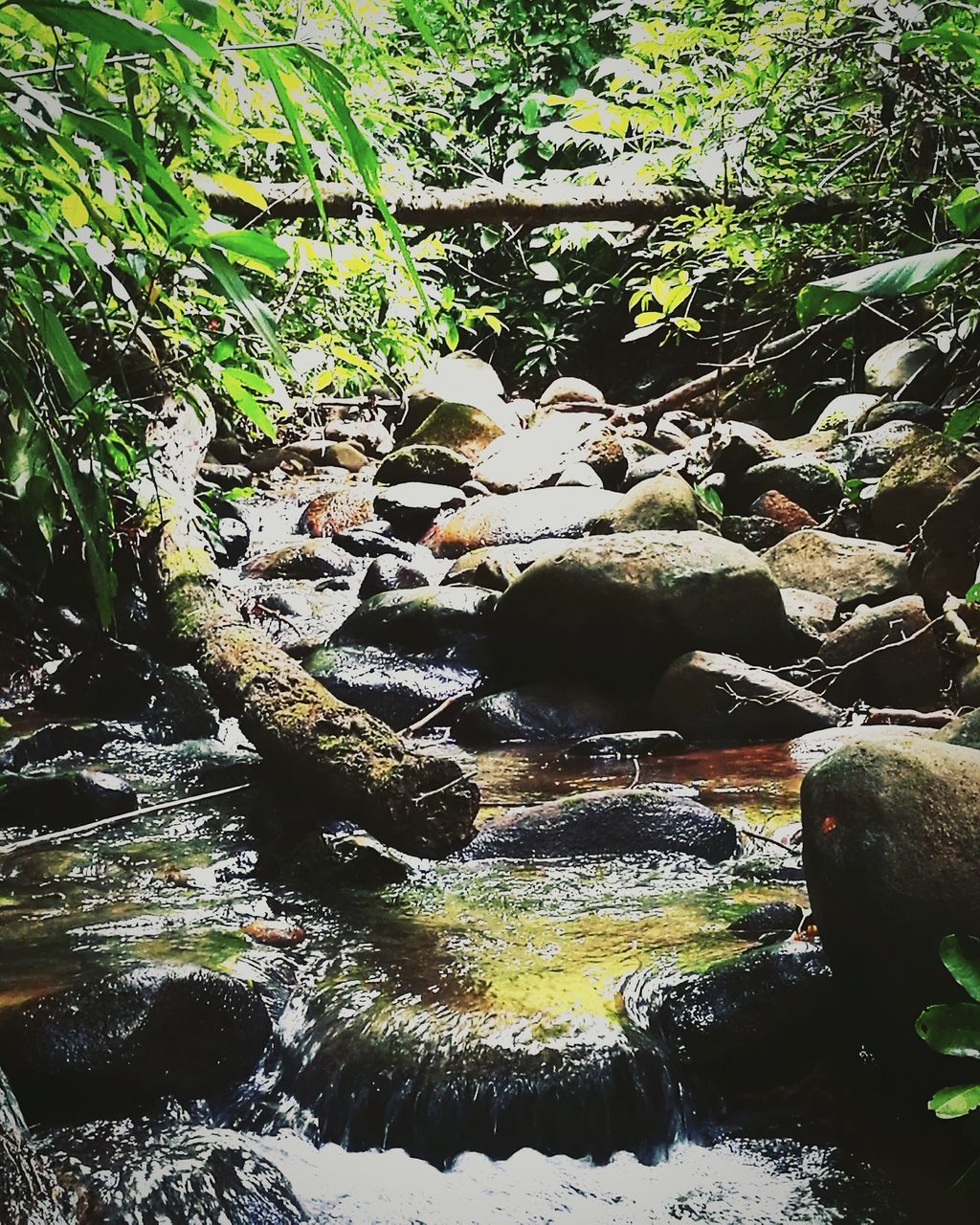 water, tree, tranquility, reflection, nature, growth, green color, plant, beauty in nature, tranquil scene, stream, scenics, rock - object, day, outdoors, no people, lush foliage, standing water, idyllic, non-urban scene, flowing water, green, non urban scene, remote, landscape