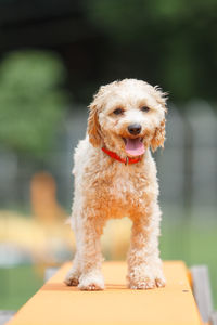 Portrait of poodle sticking out tongue on table