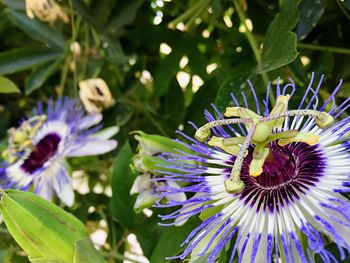 Close-up of purple flower