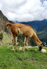 Side view of guanaco grazing on field at ollantaytambo