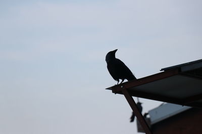 Low angle view of bird perching against sky