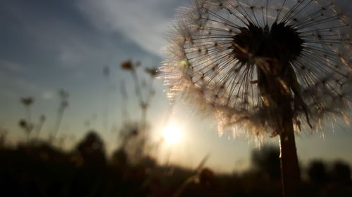 Close-up of dandelion against sky during sunset