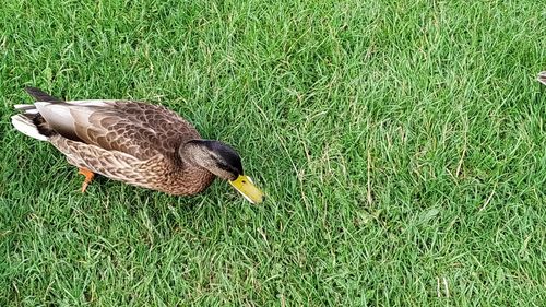 High angle view of mallard duck on field