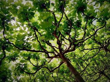 View of tree in forest