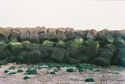 View of plants against the sky