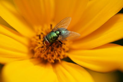 Close-up of fly on flower