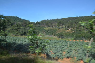 Scenic view of field against clear sky