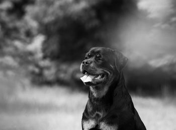 Close-up of a dog looking away