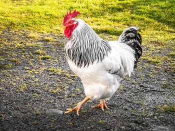 Side view of a bird on field