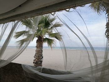 Palm trees on beach against sky