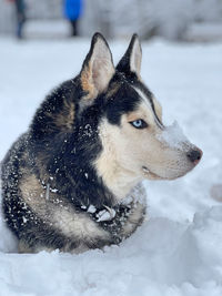 Close-up of dog on snow