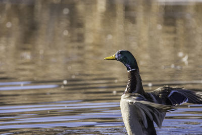 Close-up of mallard duck flapping wings in lake