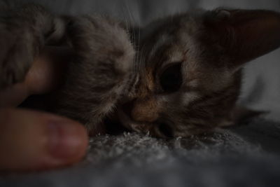 Close-up of cat sleeping on bed