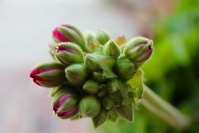 Close-up of flower bud