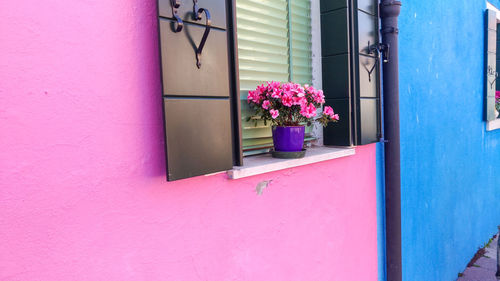Pink flower pot against blue wall of building