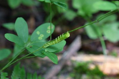 Close-up of fresh green plant in field