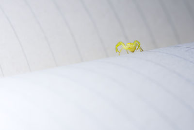 Close-up of yellow flower on bed