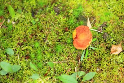 Close-up of plants growing on field