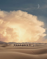 Camel train on desert against sky during sunset