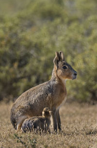 Close-up of deer on field