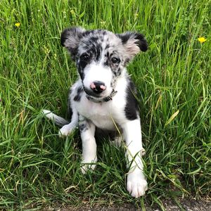 Portrait of dog on field