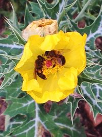 Close-up of yellow flower