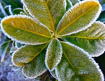 Plant covered in winter hoar frost