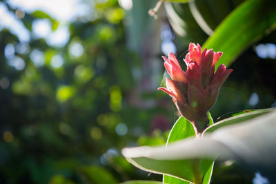 Close-up of red flowering plant