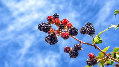 Low angle view of red berries on tree against sky