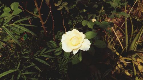 Close-up of white flowers